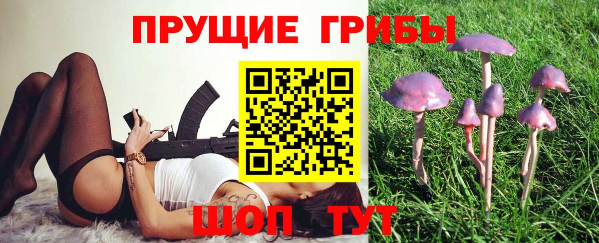 Псилоцибиновые грибы Psilocybe Новодвинск